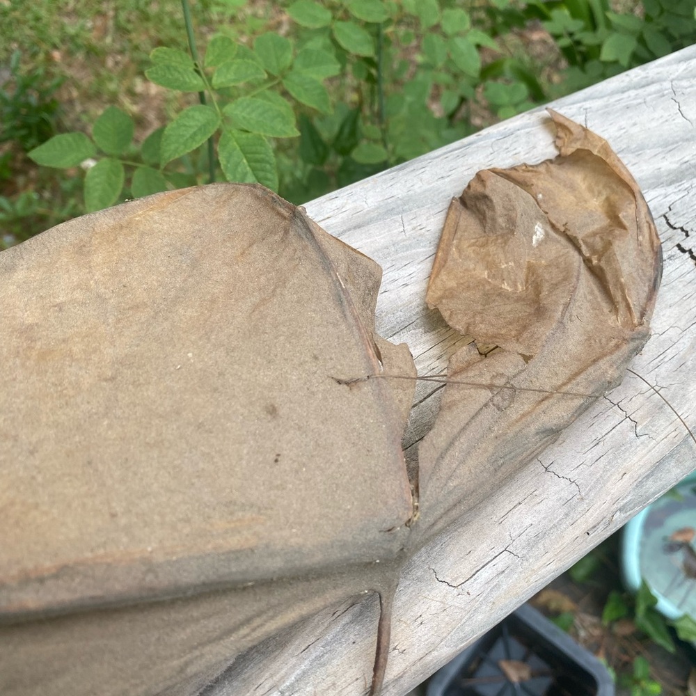 Large Brown Taxidermy Bat - Picture 8 of 11